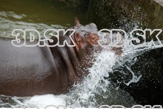 Hippo baby 0046